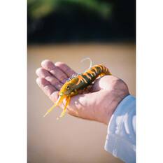 Nomad Live Ops Sumo Shrimp Pre-Rigged Soft Plastic Lure 5in White Glow, White Glow, bcf_hi-res