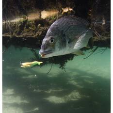 Berkley Gulp! Shrimp Soft Plastic Lure 2in Banana Prawn, Banana Prawn, bcf_hi-res