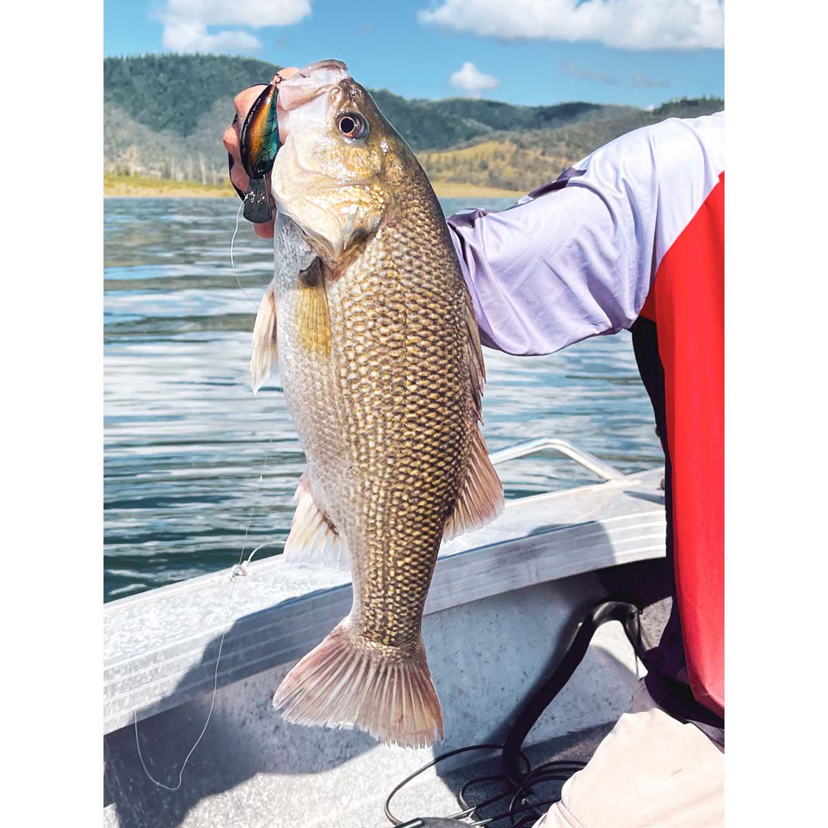 13 Fishing Jabber Jaw Deep Crankbait Lure 2.3in Citrus Shad, Citrus Shad, bcf_hi-res