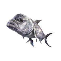 BCF Giant Trevally 120cm Plush Toy, , bcf_hi-res