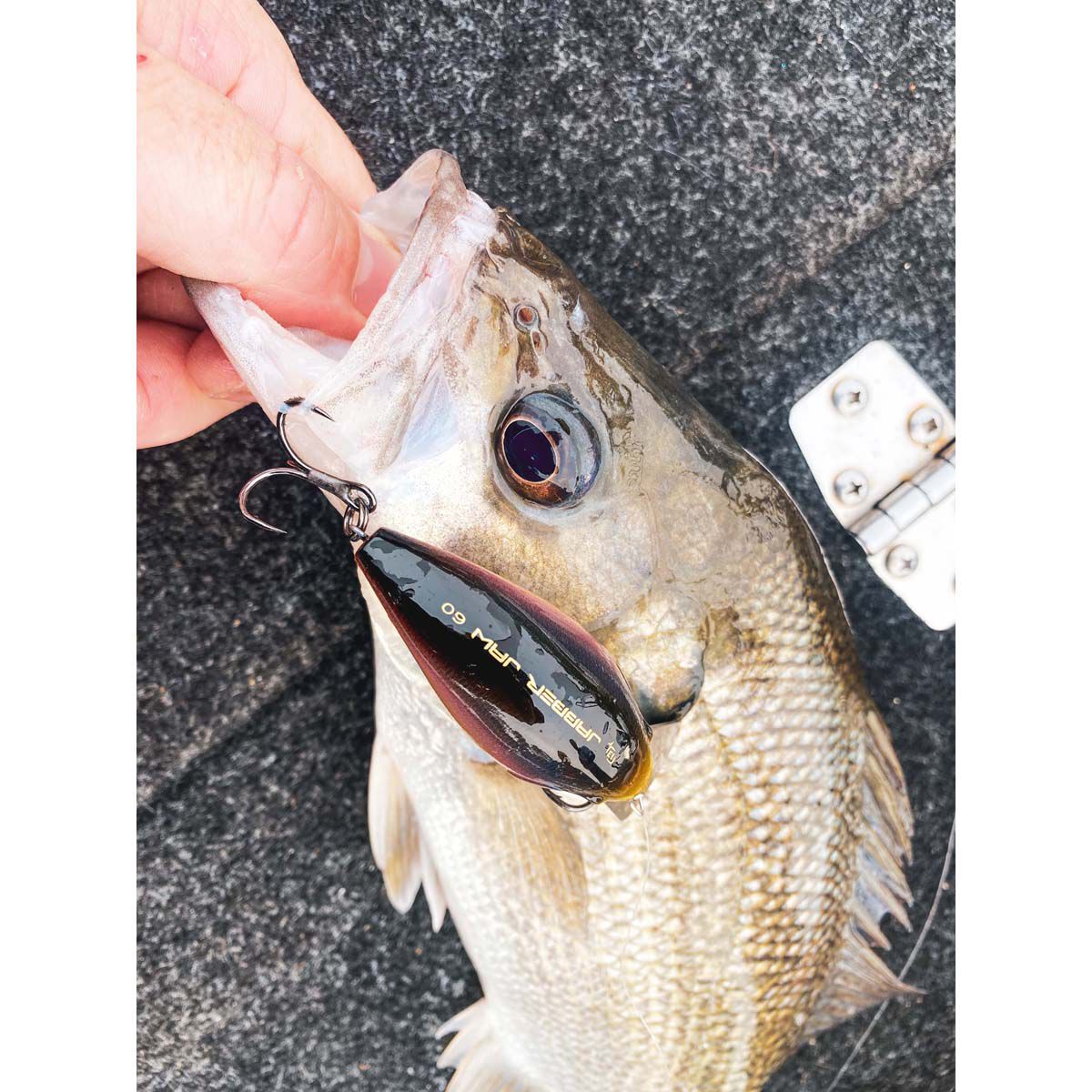 13 Fishing Jabber Jaw Crankbait Lure 2.3in Citrus Shad, Citrus Shad, bcf_hi-res