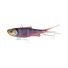 Phantom Craw
