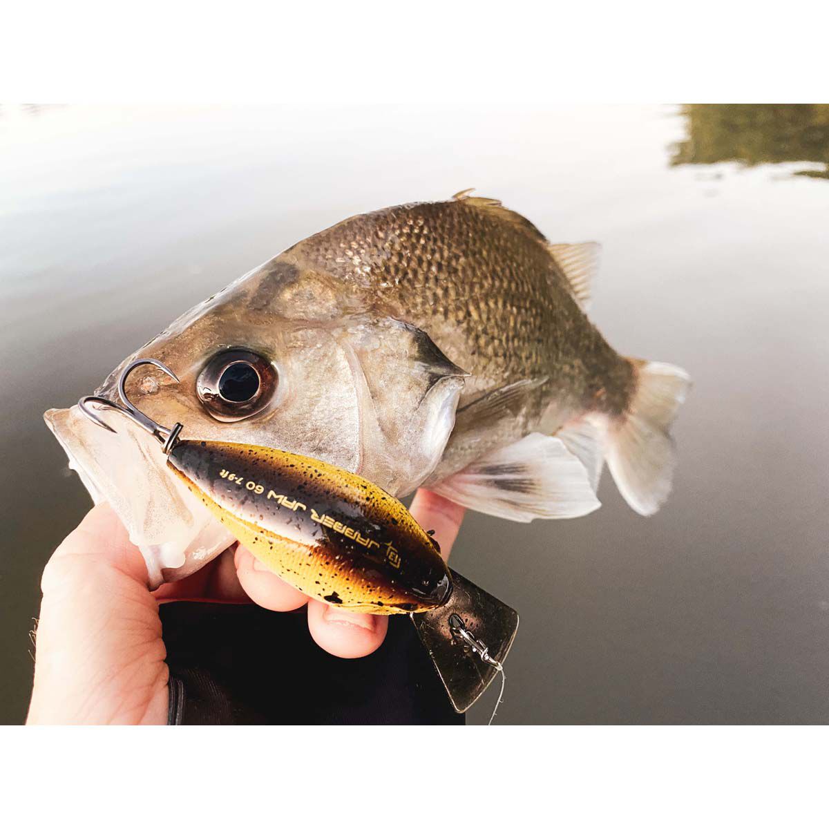 13 Fishing Jabber Jaw Deep Crankbait Lure 2.3in Citrus Shad, Citrus Shad, bcf_hi-res