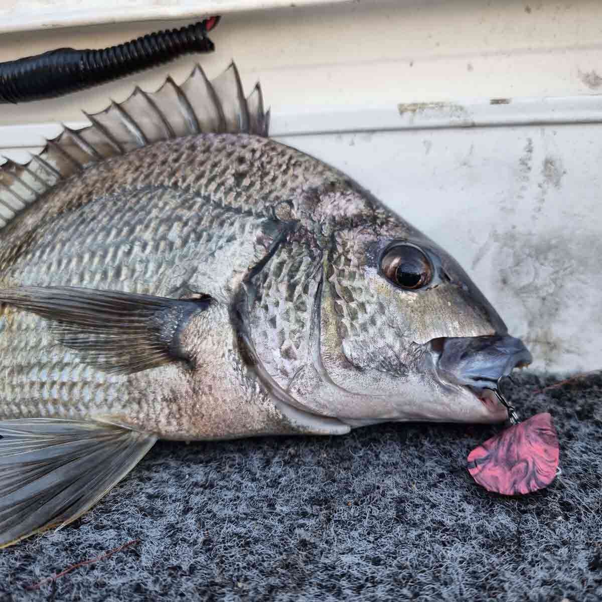 Blue Lip Baits Micro Mussel L Lure 3cm Old Pontoon, Old Pontoon, bcf_hi-res