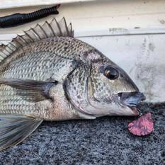 Blue Lip Baits Micro Mussel L Lure 3cm Old Pontoon, Old Pontoon, bcf_hi-res