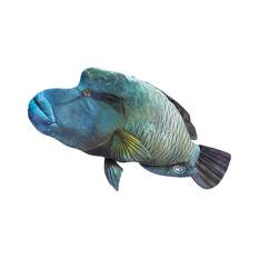 BCF Humpheaded Maori Wrasse 80cm Plush Toy, , bcf_hi-res