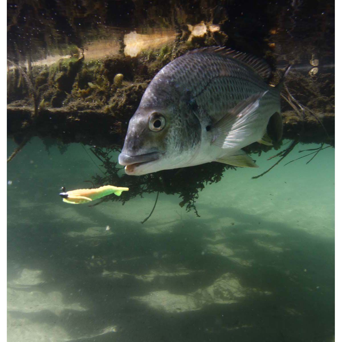 Berkley Gulp! Shrimp Soft Plastic Lure 2in Opening Night, Opening Night, bcf_hi-res