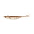 Arkansas Shiner