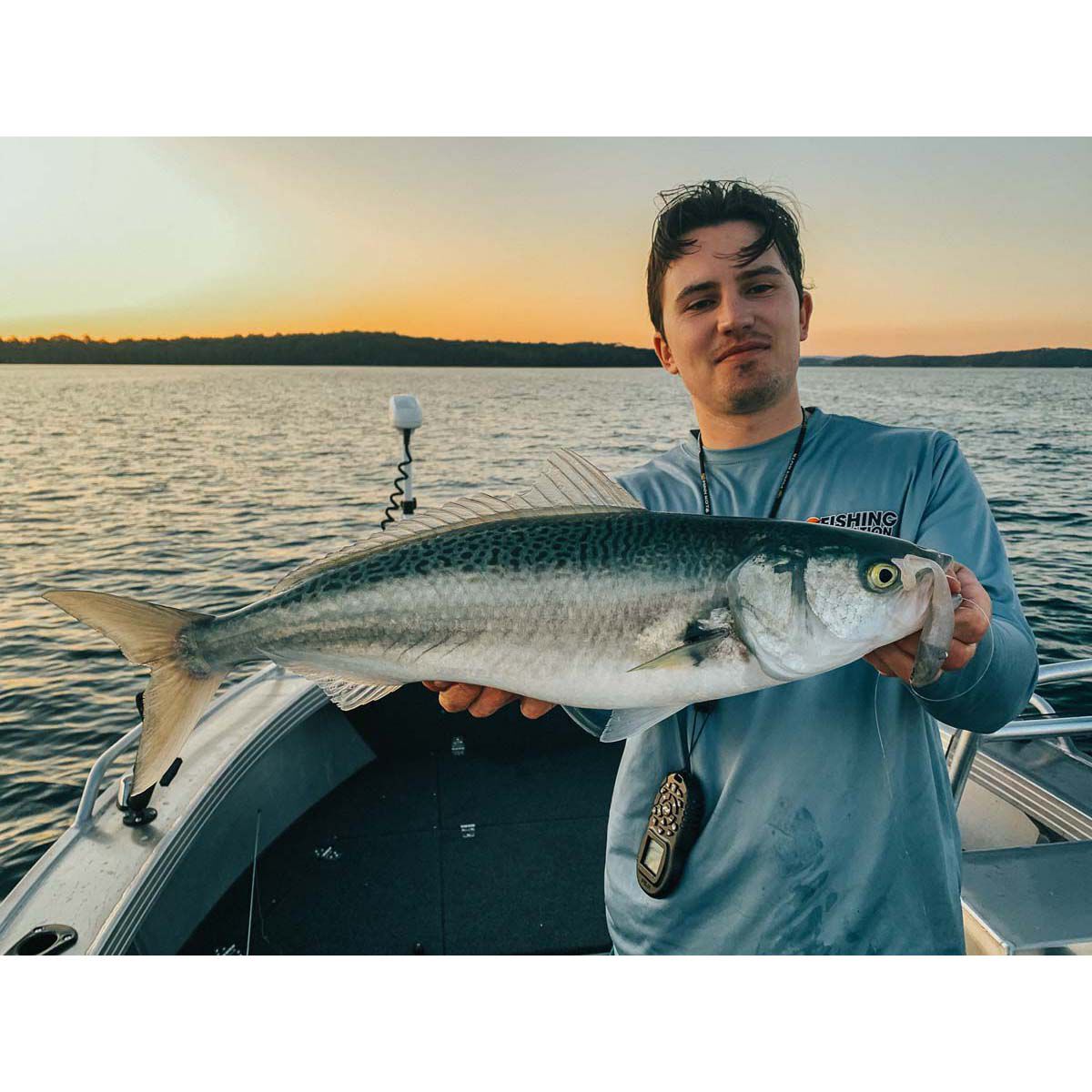 ZMan HerculeZ Soft Plastic Lure 6in Gold Rush, Gold Rush, bcf_hi-res