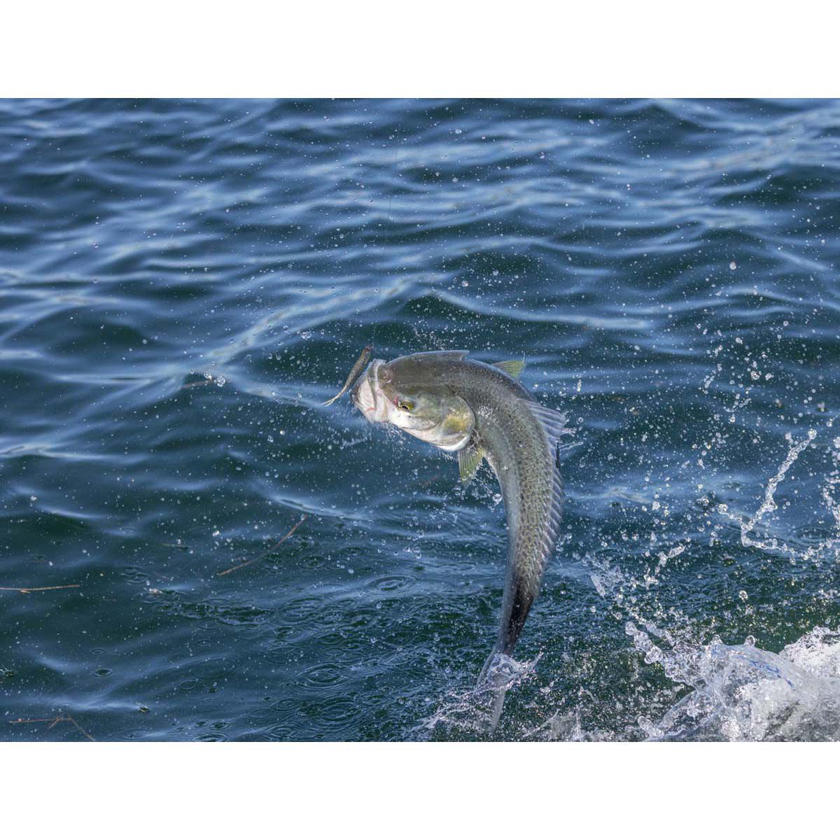 Berkley PowerBait Forktail Minnow Soft Plastic Lure 3.5in Bleak, Bleak, bcf_hi-res