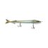 Garfish
