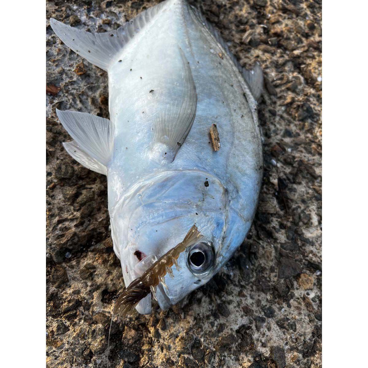 Pro Lure Clone Prawn Soft Plastic Lure 92mm Jelly Prawn UV, Jelly Prawn UV, bcf_hi-res