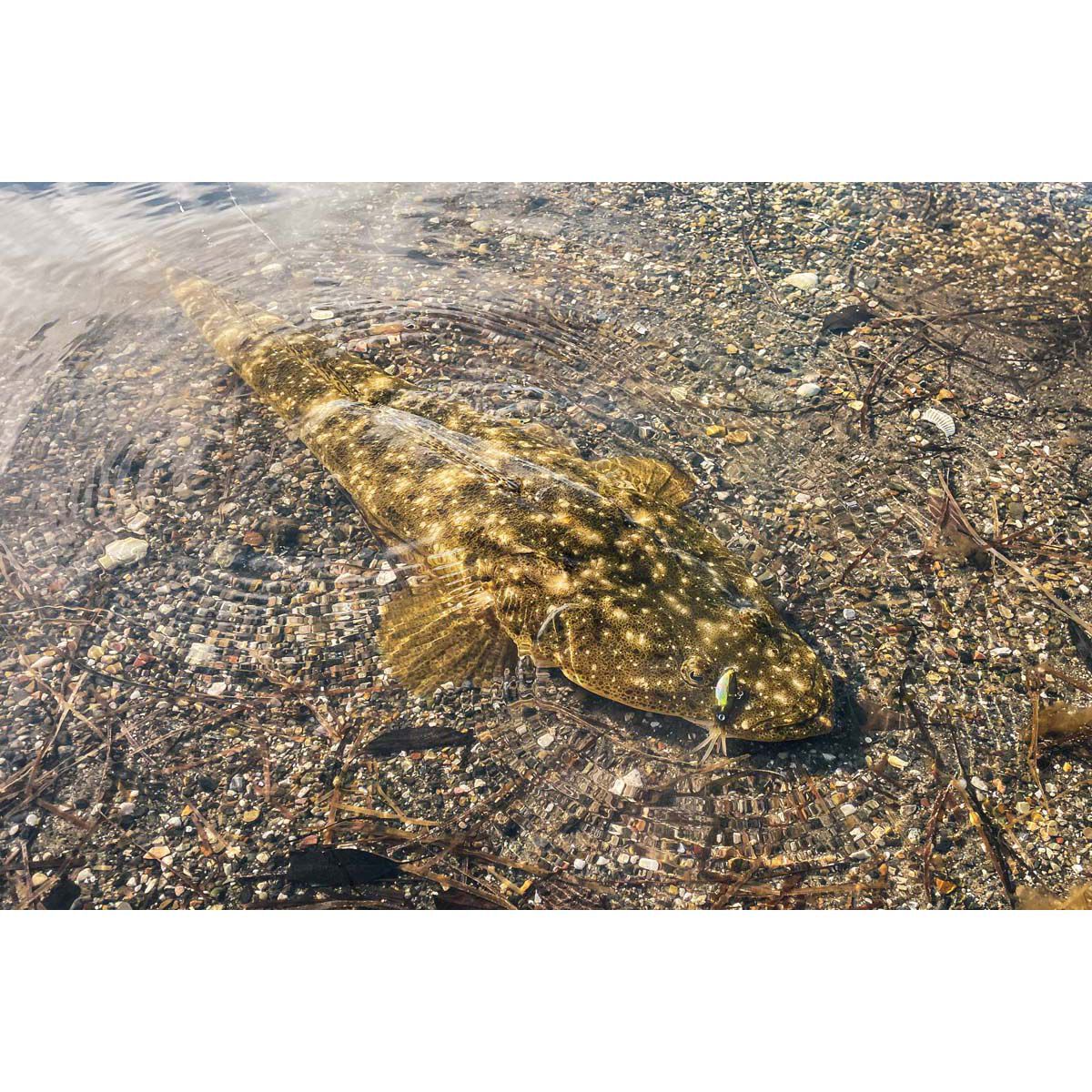 Nomad Squidtrex Vibe Lure 55mm Brown Speckle, Brown Speckle, bcf_hi-res