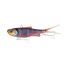 Phantom Craw
