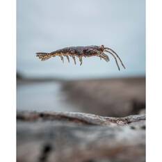 Pro Lure Clone Prawn Soft Plastic Lure 92mm Jelly Prawn UV, Jelly Prawn UV, bcf_hi-res