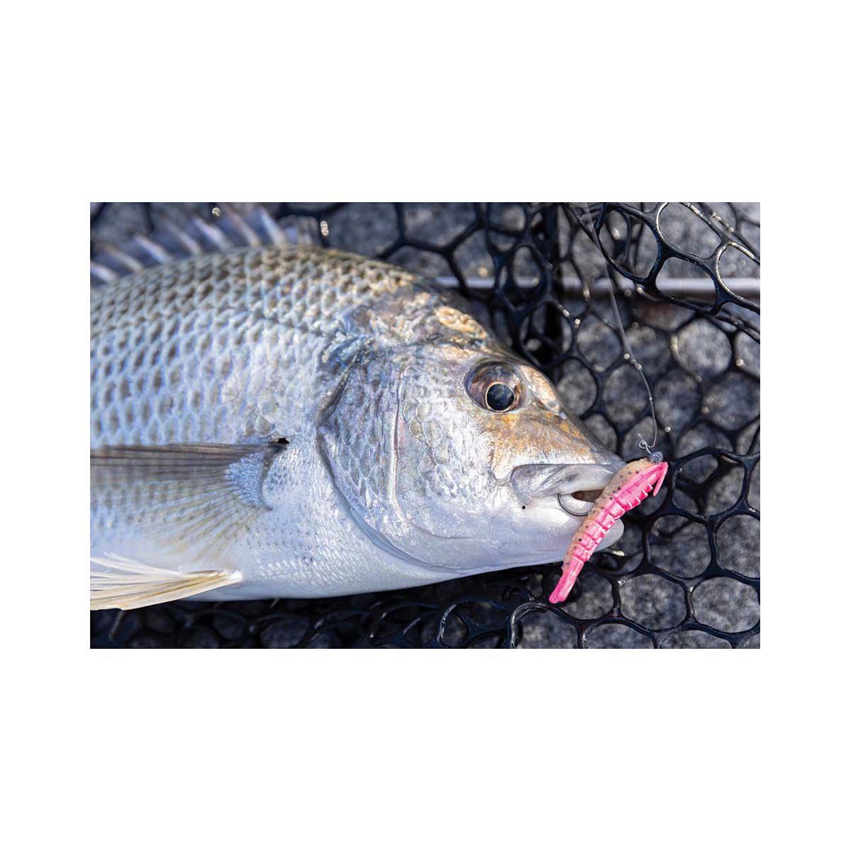 Berkley Gulp! Shrimp Soft Plastic Lure 2in Orange Belly Shrimp, Orange Belly Shrimp, bcf_hi-res