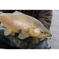 Berkley PowerBait T-Tail Minnow Soft Plastic Lure 2.6in Olive Pearl, Olive Pearl, bcf_hi-res