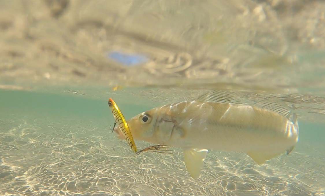 Daiwa Infeet Slippery Dog TG Tune Surface Lure 80mm Clown, Clown, bcf_hi-res