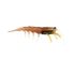 Jelly Prawn UV