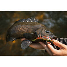 Berkley Shimma Shrimp Soft Vibe Lure 100mm Crystal Shrimp, Crystal Shrimp, bcf_hi-res