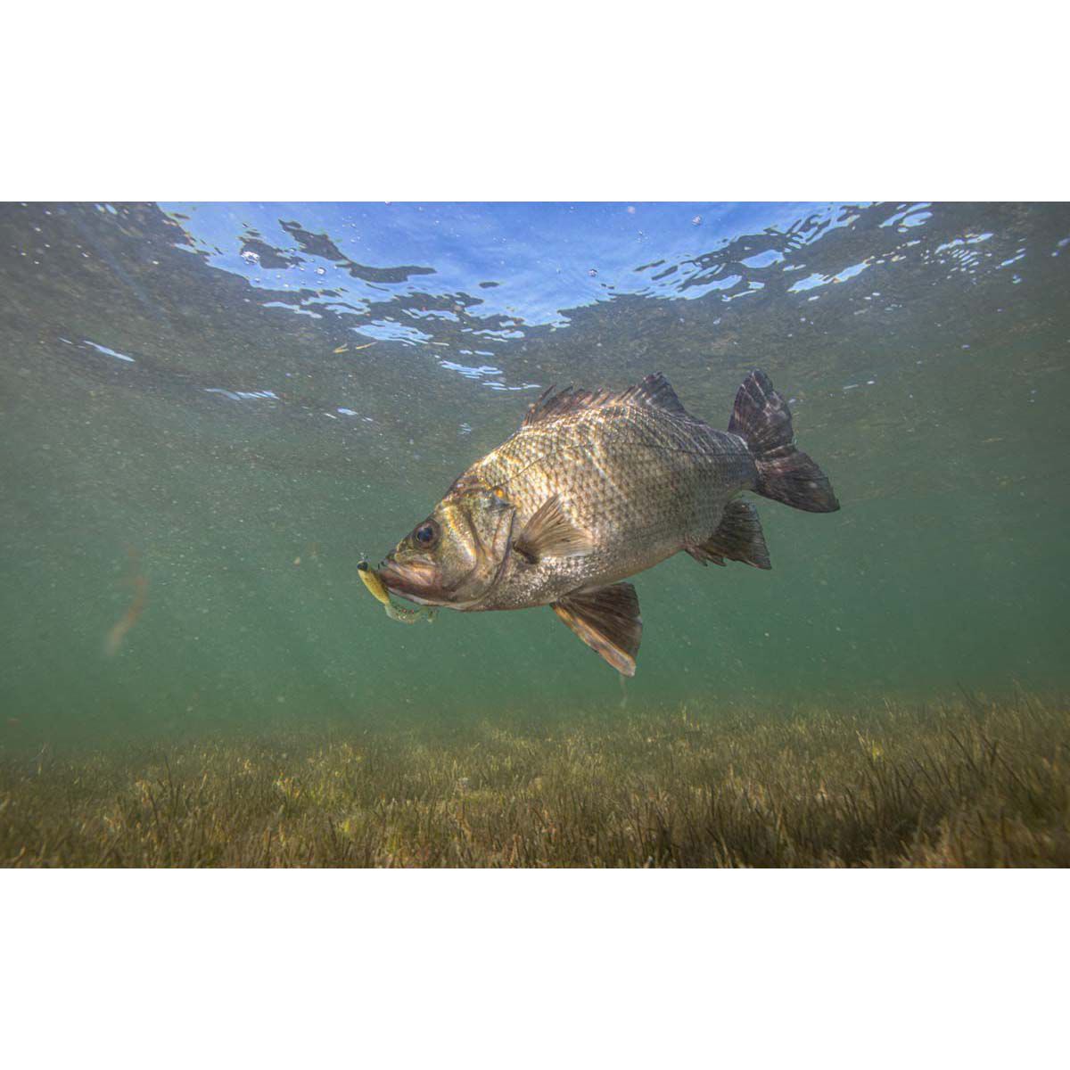 Berkley PowerBait Grub Soft Plastic Lure 4in Bleak, Bleak, bcf_hi-res