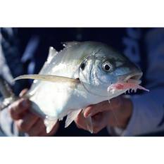 Pro Lure Clone Prawn Soft Plastic Lure 92mm Bloodworm, Bloodworm, bcf_hi-res