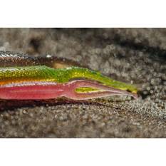 Nomad Live Ops Double Down Soft Plastic Lure 4in Bloodworm, Bloodworm, bcf_hi-res