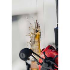 Nomad Live Ops Sumo Shrimp Pre-Rigged Soft Plastic Lure 5in White Glow, White Glow, bcf_hi-res
