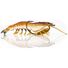 Native Prawn