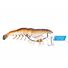 Native Prawn