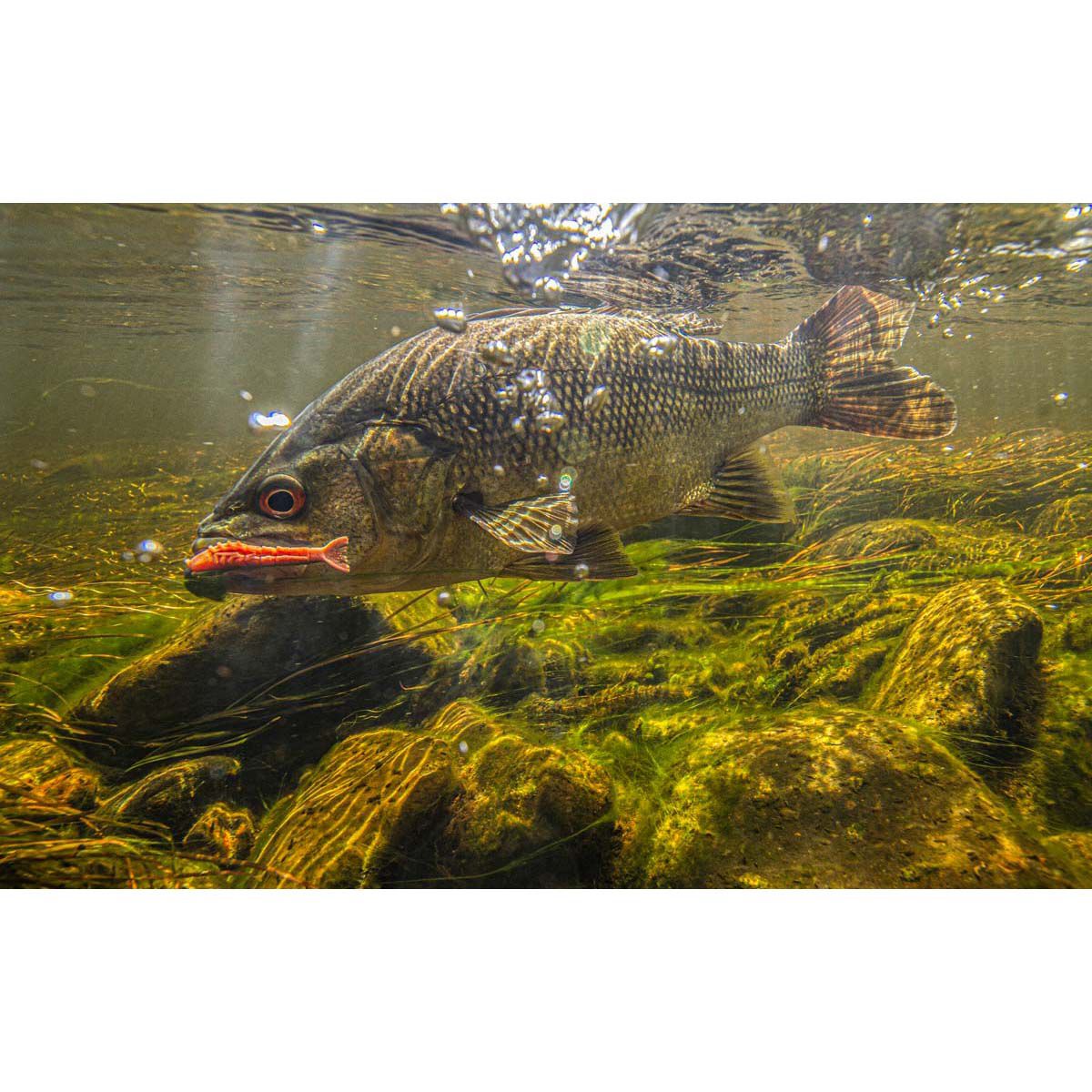 Berkley Gulp! Shrimp Soft Plastic Lure 2in Banana Prawn, Banana Prawn, bcf_hi-res