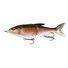 Rainbow Trout