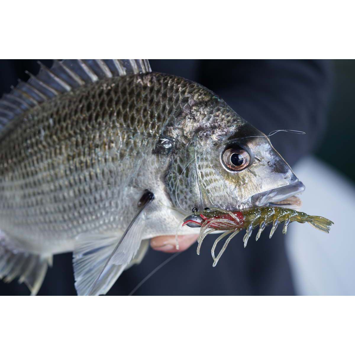 Pro Lure Clone Prawn Soft Plastic Lure 62mm Chartreuse UV, Chartreuse UV, bcf_hi-res