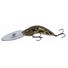 Mulga Frog
