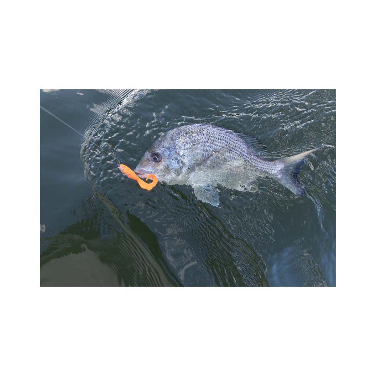 Berkley Gulp! Minnow Grub Soft Plastic Lure 3in Black, Black, bcf_hi-res