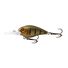 Golden Gudgeon
