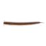 Bloodworm