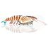 Tiger Prawn