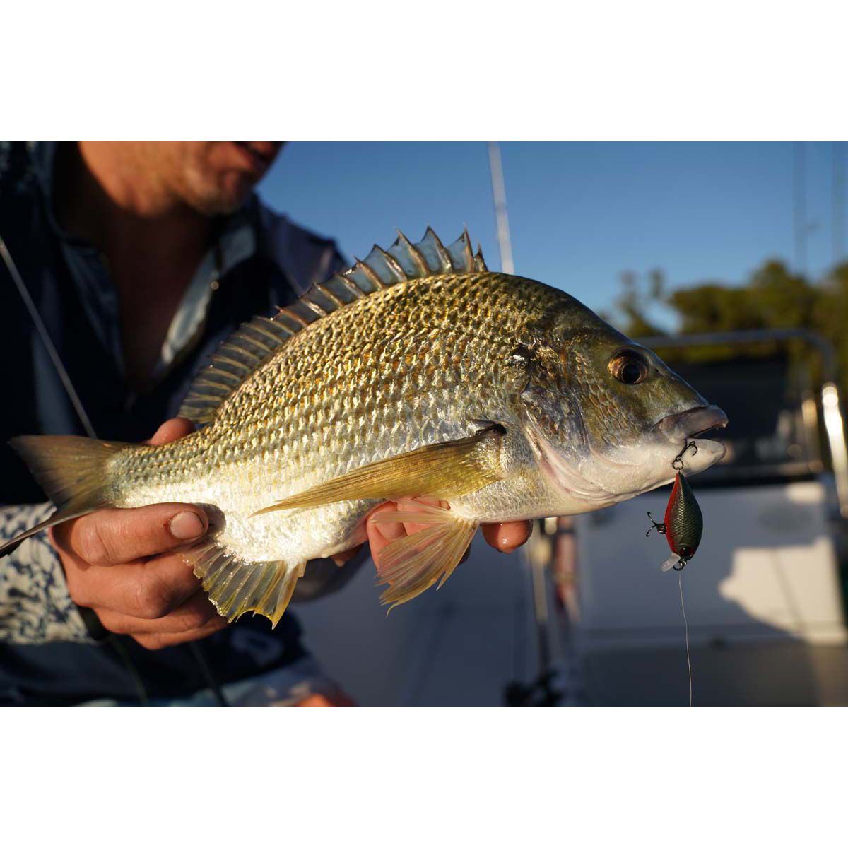 Pro Lure Crank S Hardbody Lure 36mm Ayu, Ayu, bcf_hi-res