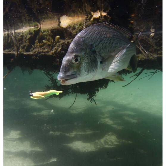 Berkley Gulp! Shrimp Soft Plastic Lure 2in Orange Belly Shrimp, Orange Belly Shrimp, bcf_hi-res