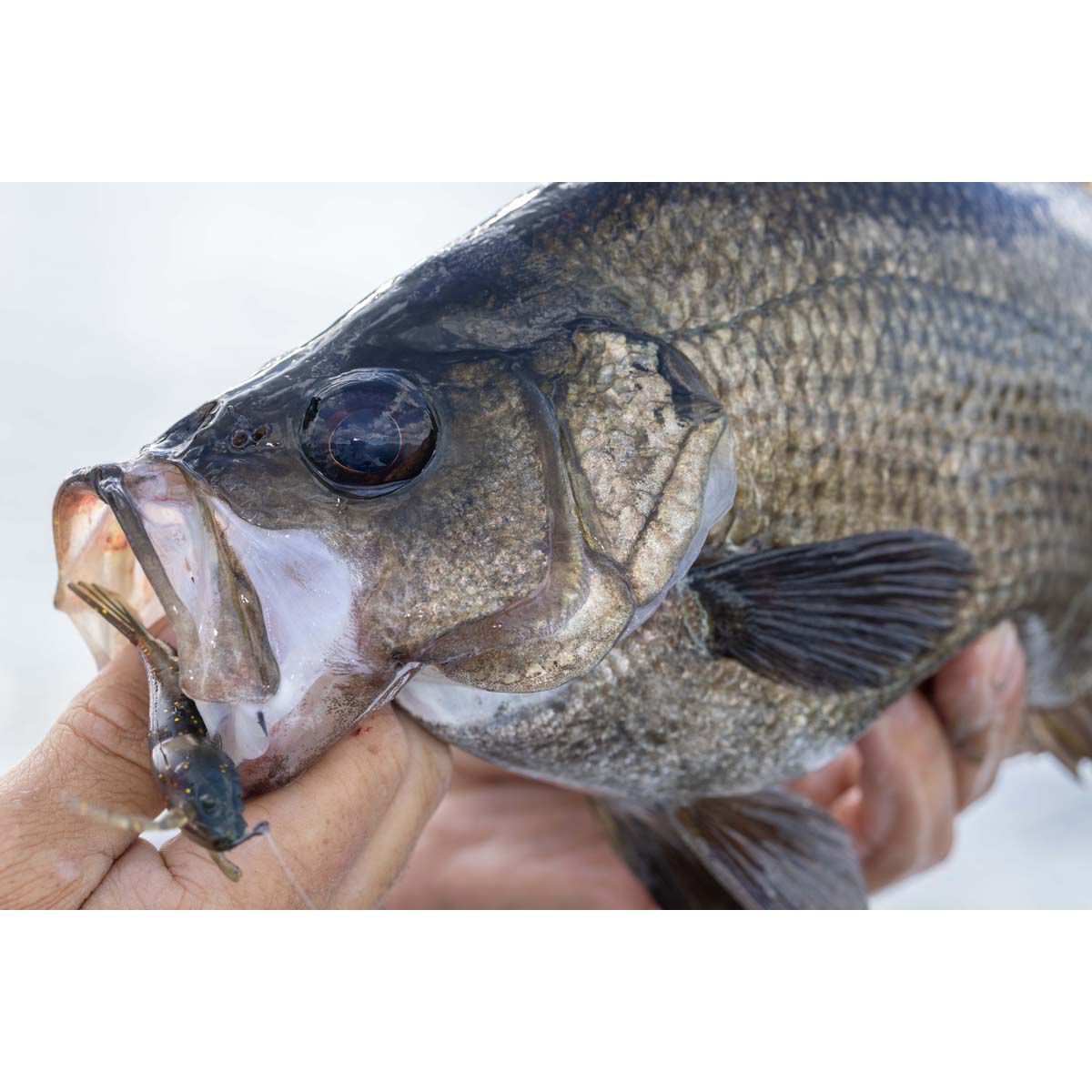 Berkley PowerBait Shrimp Soft Plastic Lure 3in Blue Shiner Gold, Blue Shiner Gold, bcf_hi-res