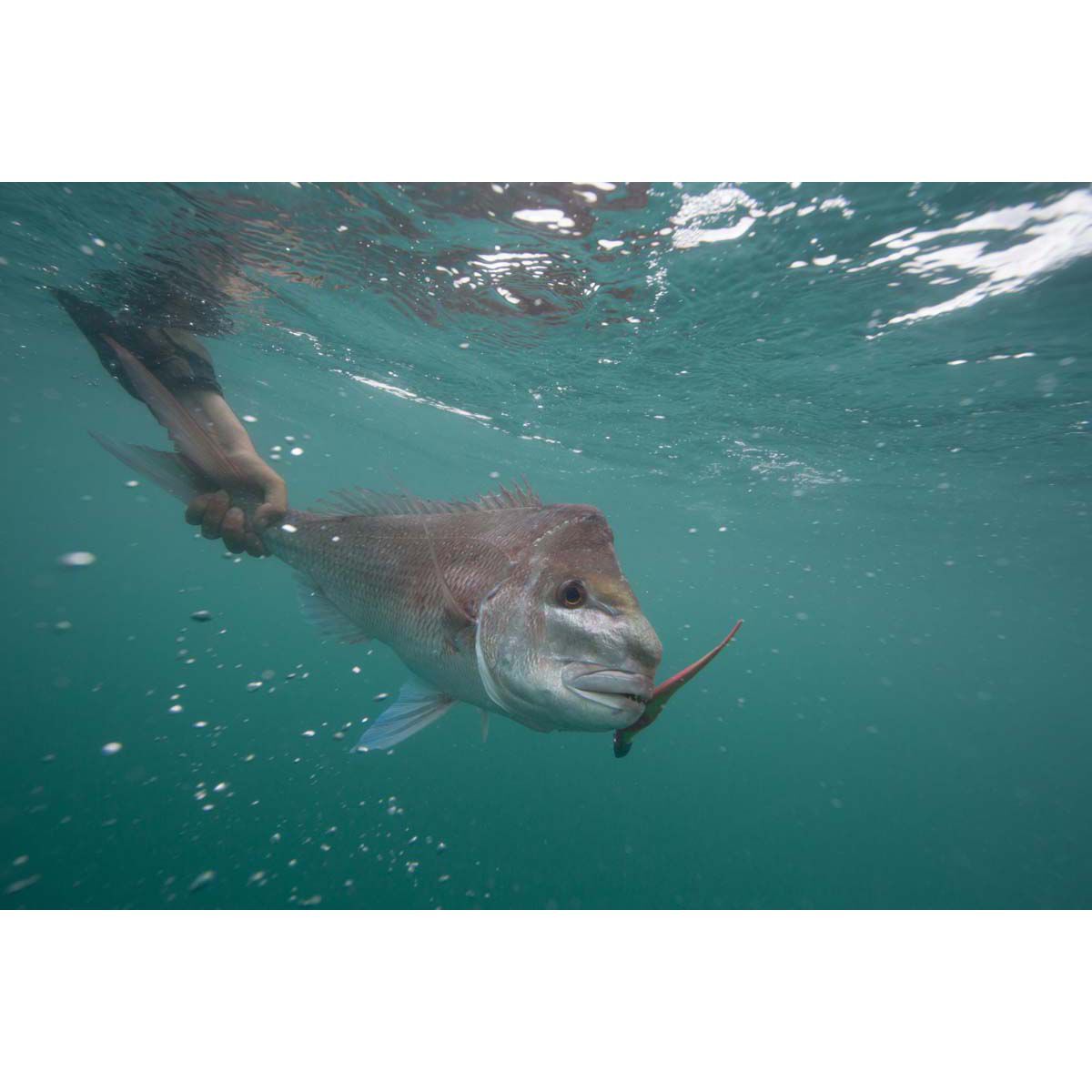 Berkley Gulp! Jerk Shad Soft Plastic Lure 5in Pearl White, Pearl White, bcf_hi-res