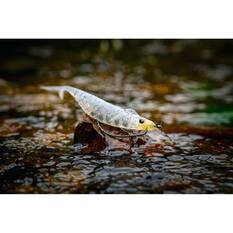 Nomad Live Ops Cobra Shad Soft Plastic Lure 4.5in Pink Wakasagi, Pink Wakasagi, bcf_hi-res