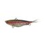 Rainbow Trout