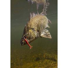 Berkley Gulp! Shrimp Soft Plastic Lure 2in New Penny, New Penny, bcf_hi-res