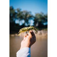 Nomad Live Ops Sumo Shrimp Pre-Rigged Soft Plastic Lure 5in White Glow, White Glow, bcf_hi-res