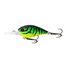 Lime Tiger