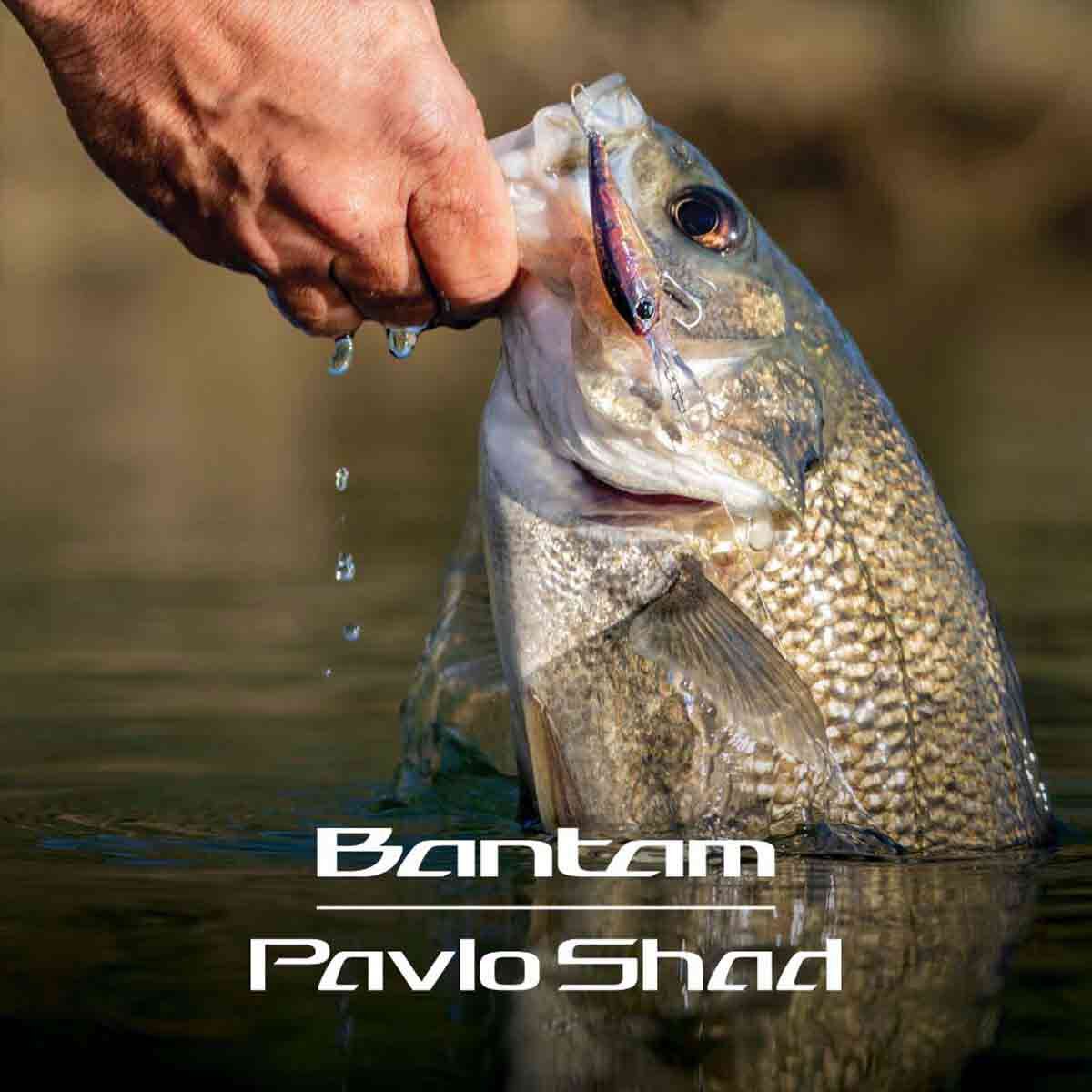 Shimano Bantam Pavlo Shad Hard Body Lure 52mm 006, 006, bcf_hi-res