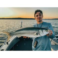 ZMan HerculeZ Soft Plastic Lure 6in Bad Shad, Bad Shad, bcf_hi-res