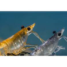 Nomad Live Ops Switcher Shrimp Soft Plastic Lure 2.3in Green Ghost Stalker, Green Ghost Stalker, bcf_hi-res